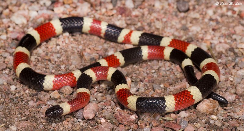 Sonoran Coral Snake
