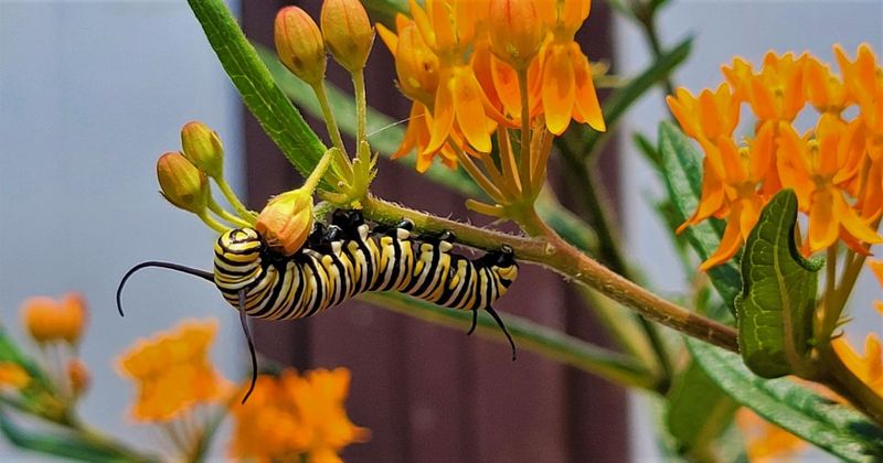 The Role Of Milkweed In Monarch Migration