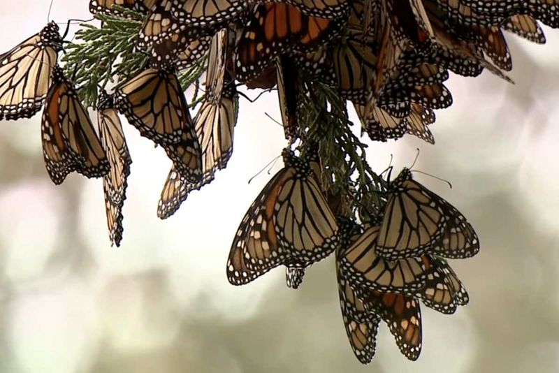 Proposed Endangered Species Act Listing