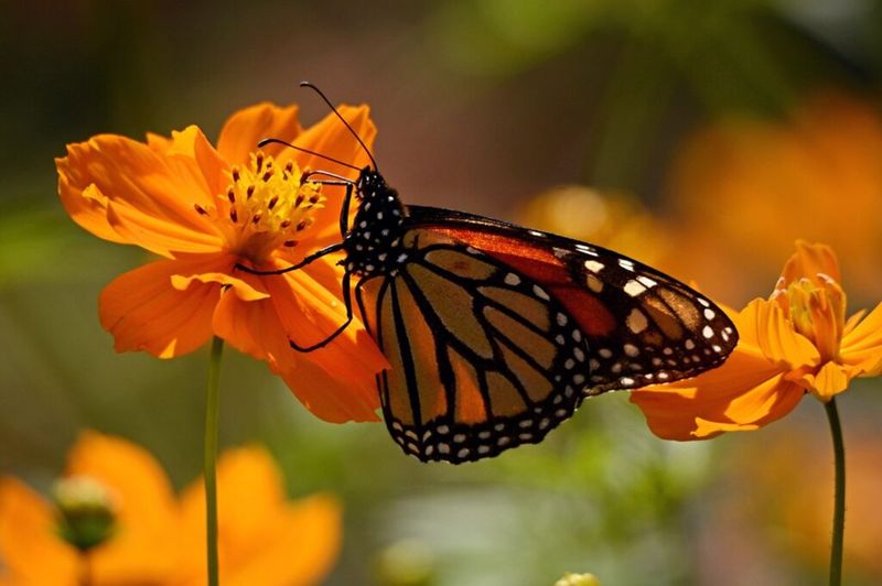 The Importance Of Conservation Efforts
