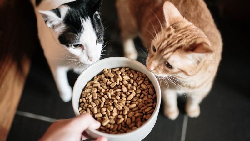 Limit Treats And Table Scraps