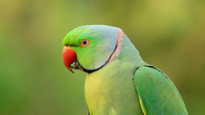 Indian Ringneck Parakeet: The Chatty Aristocrat