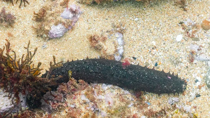 Sea Cucumber