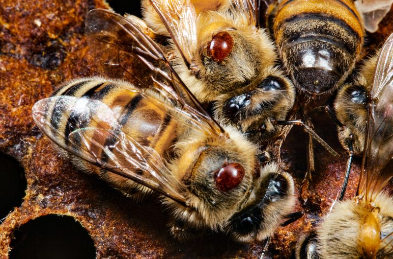 Parasites And Diseases