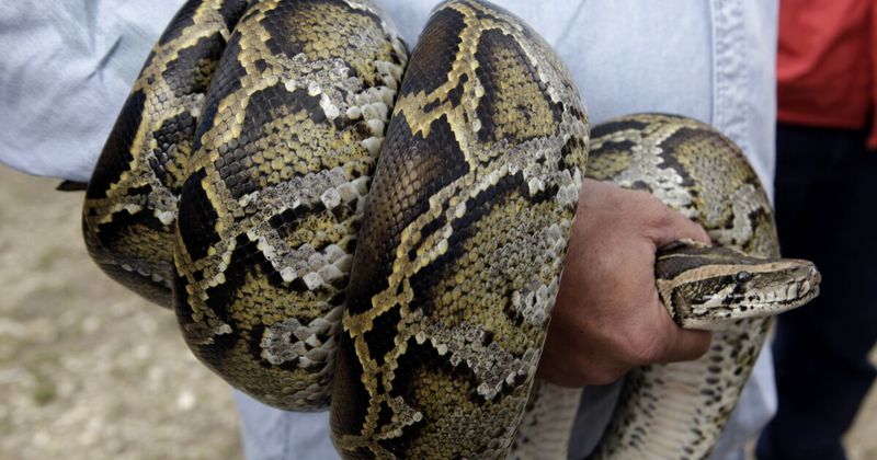 The Breeding Machine Problem