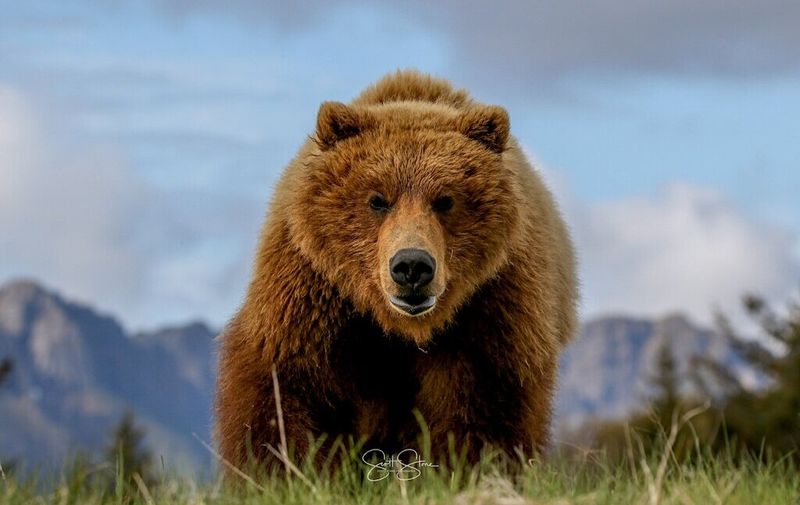 Alaskan Arctic Giant
