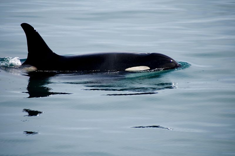 Kenai Fjords, Alaska