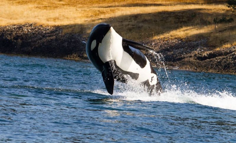 Unpacking The Behavior: What Experts Say About The Orca's 