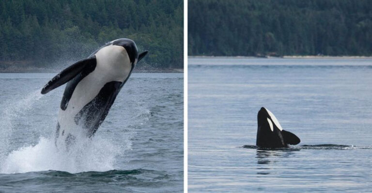 Moonwalking Orca Stuns Spectators In Canada And Experts Explain Its Behavior
