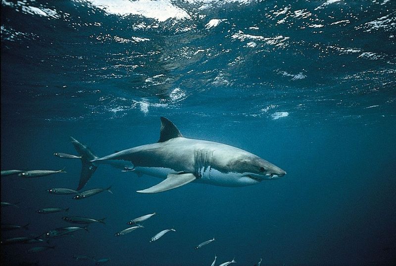 The Atlantic's Unexplored Depths