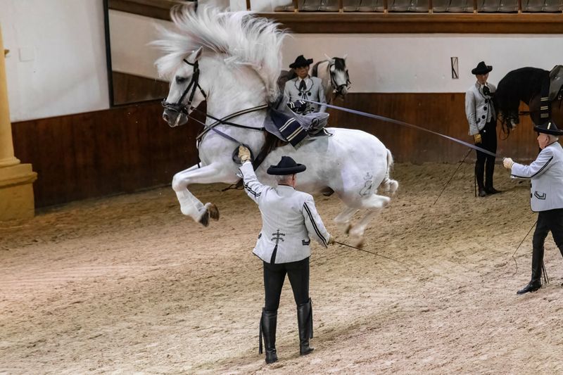 Andalusian Horses