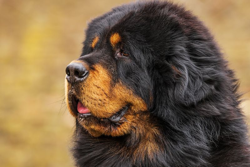 Tibetan Mastiff – The Ancient Guardian