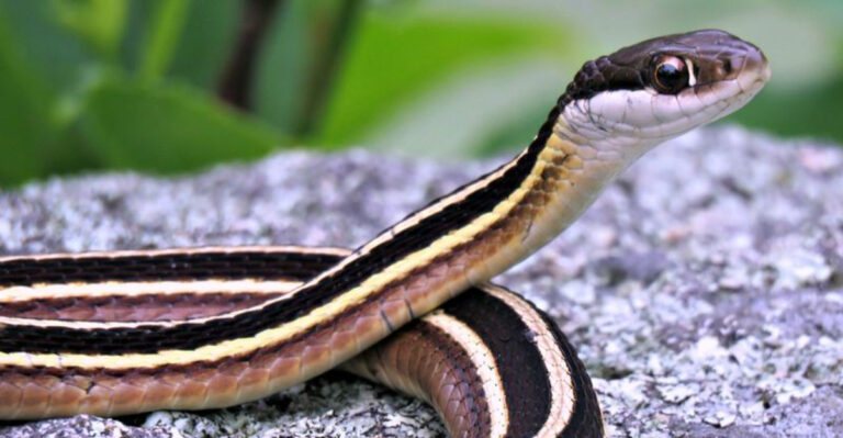 Most Common Snakes You’ll Find In American Backyards