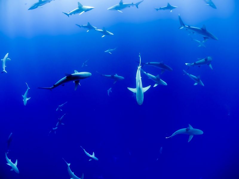 Sharks Are Crucial To Ocean Health