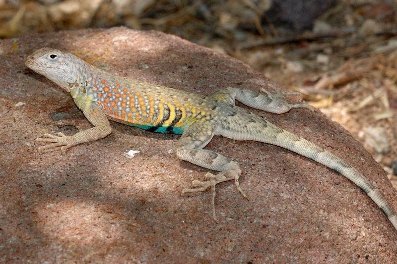 Earless Lizard (Cophosaurus texanus)