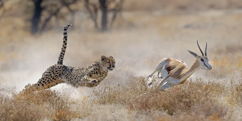 Cheetah