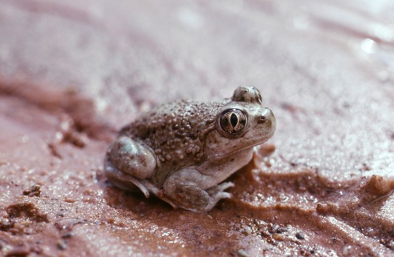 Great Basin Spadefoot Toads Sleep For Years