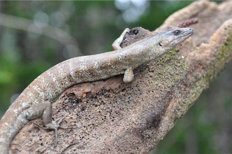 Terror Skink