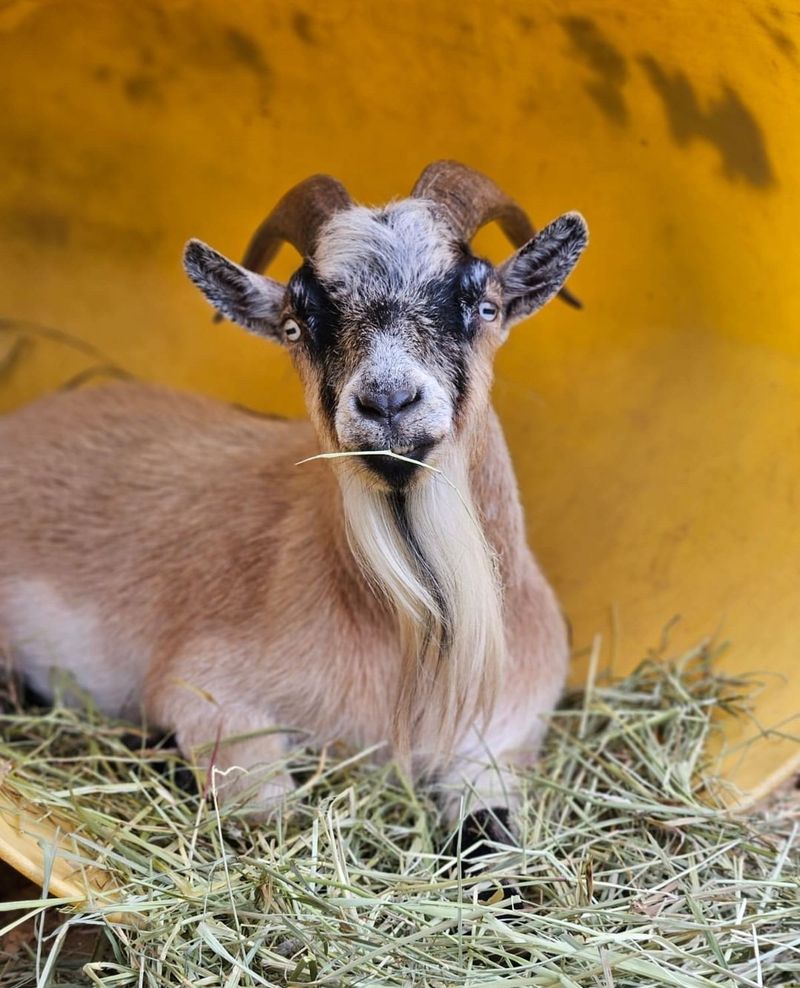 Pygmy Goat
