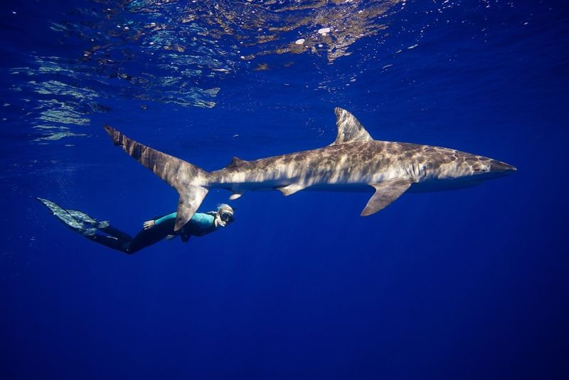 Learn To Read Shark Body Language