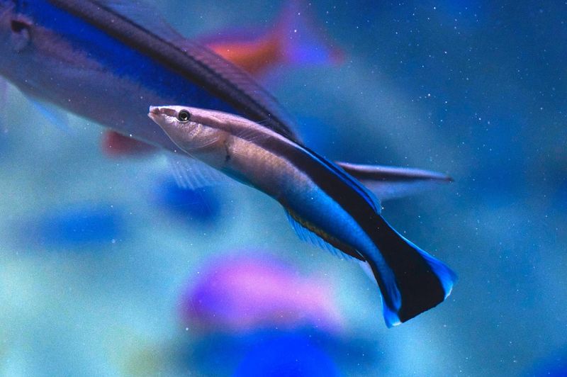 Cleaner Wrasses Pass The Mark Test For Self-Awareness