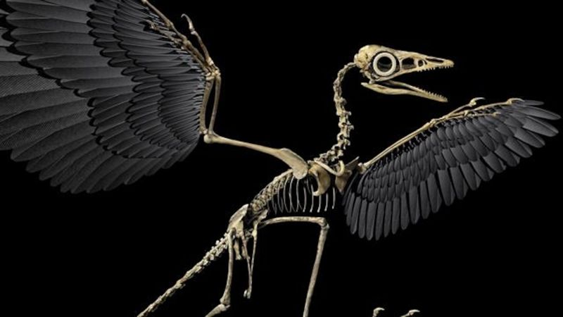 Ancient DNA Fragments Confirm Bird Connection