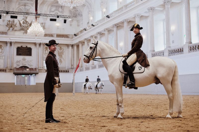 Lipizzaner Horses