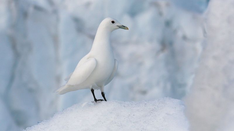Ivory Gull