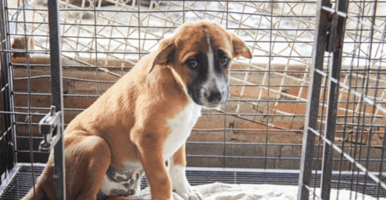 My Dog Is A Rescue, Here Are 13 Things I Wish I Knew Before Adopting