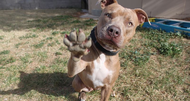 Paw Raising While Whining