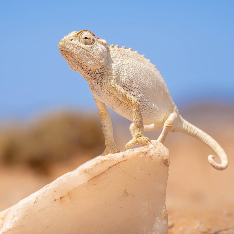 Habitat And Distribution
