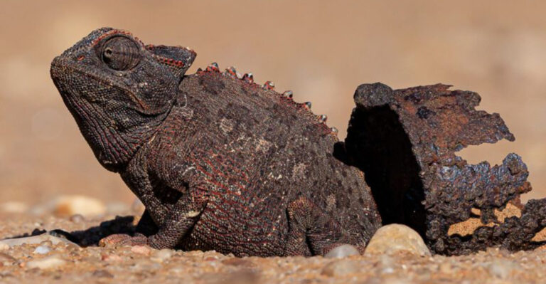 Namaqua Chameleon Is A Master Of Camouflage With Unique Survival Skills