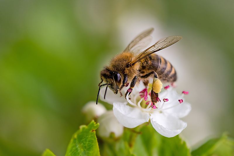 Bee