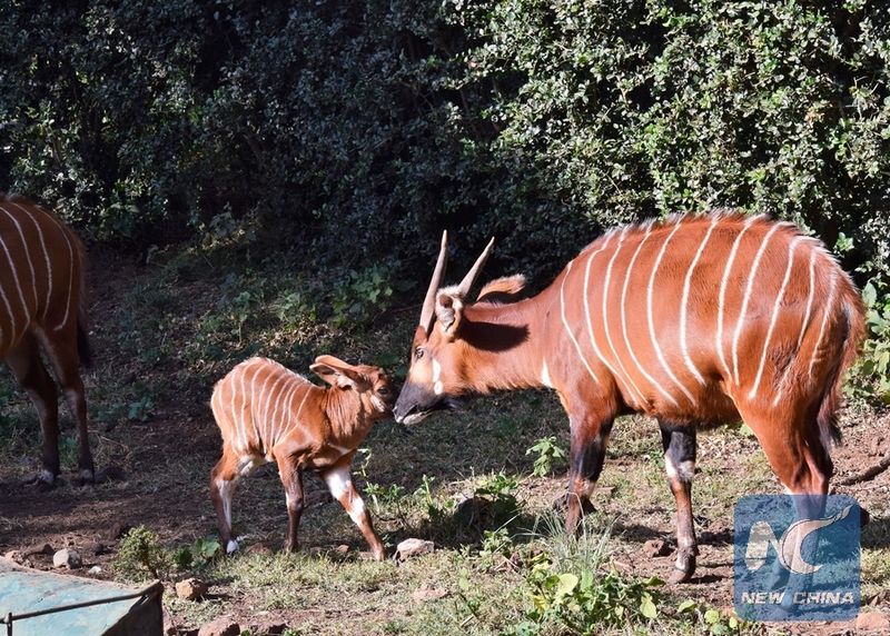 Critically Endangered Due To Habitat Loss