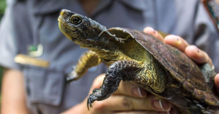 Native Turtles Make A Stunning Comeback In Yosemite After An Unexpected Recovery