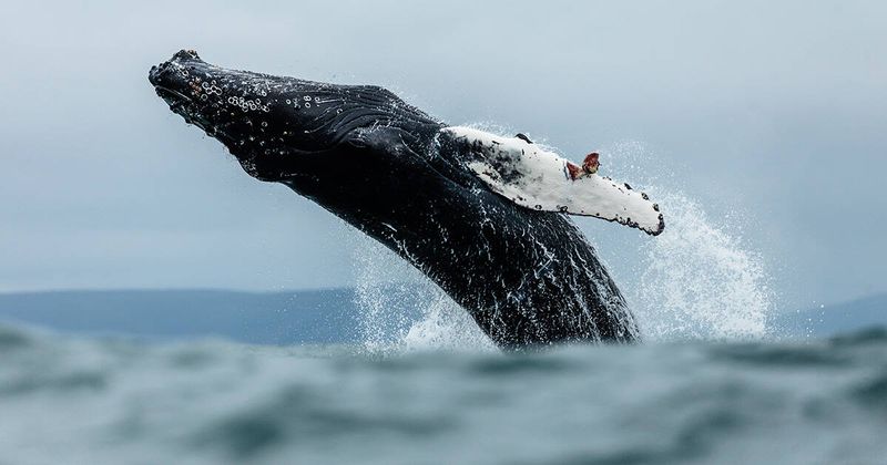 Protesting Ocean Noise Pollution