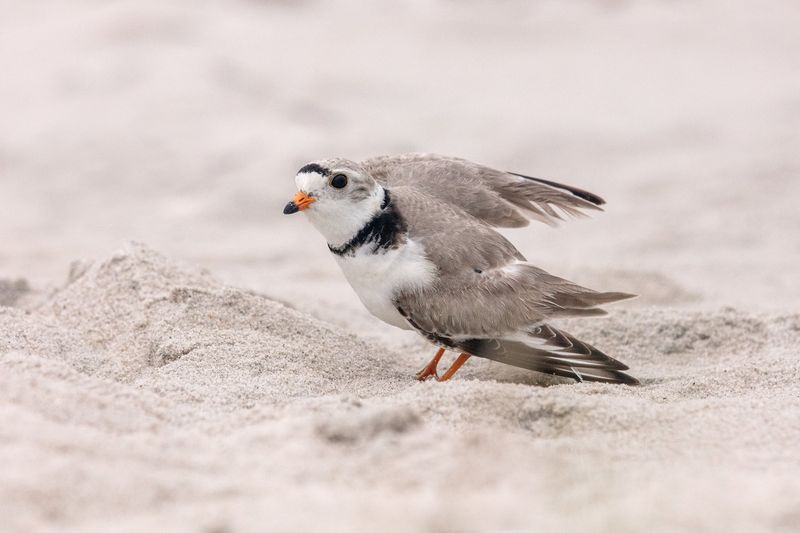 Birds' Fatal Wing Injuries