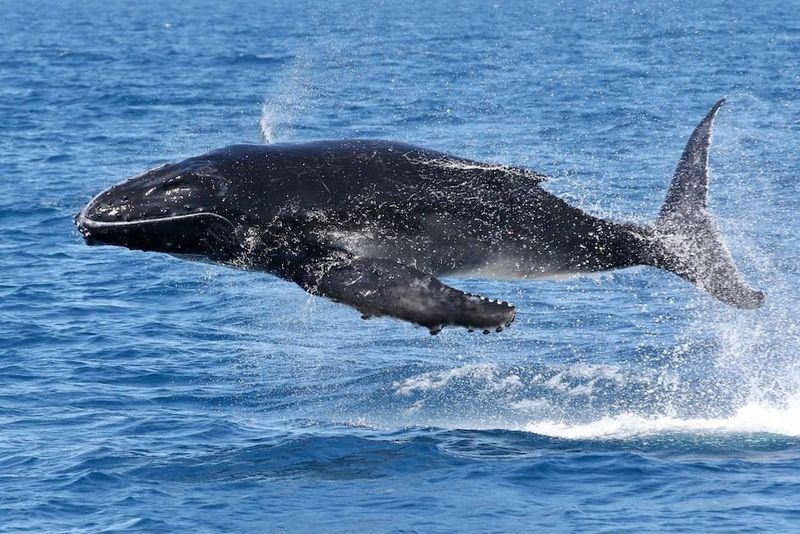 Pure Whale Joy