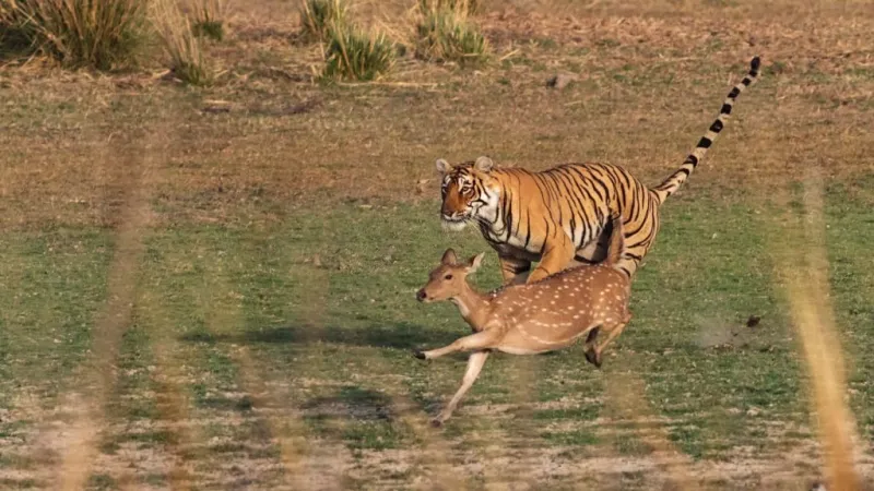 Selective Hunters Of The Weak