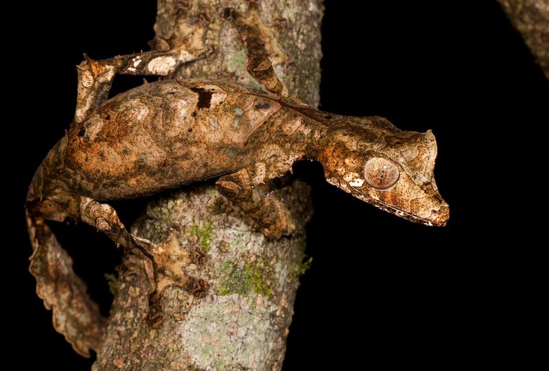 Masters Of Camouflage