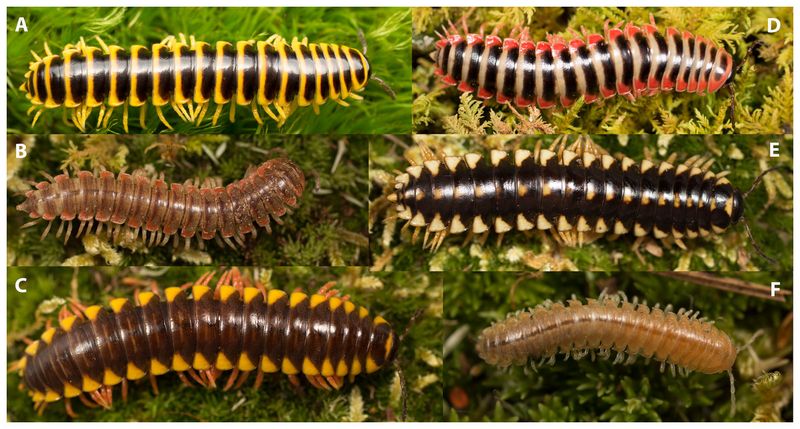 Rainbow Of Species Diversity