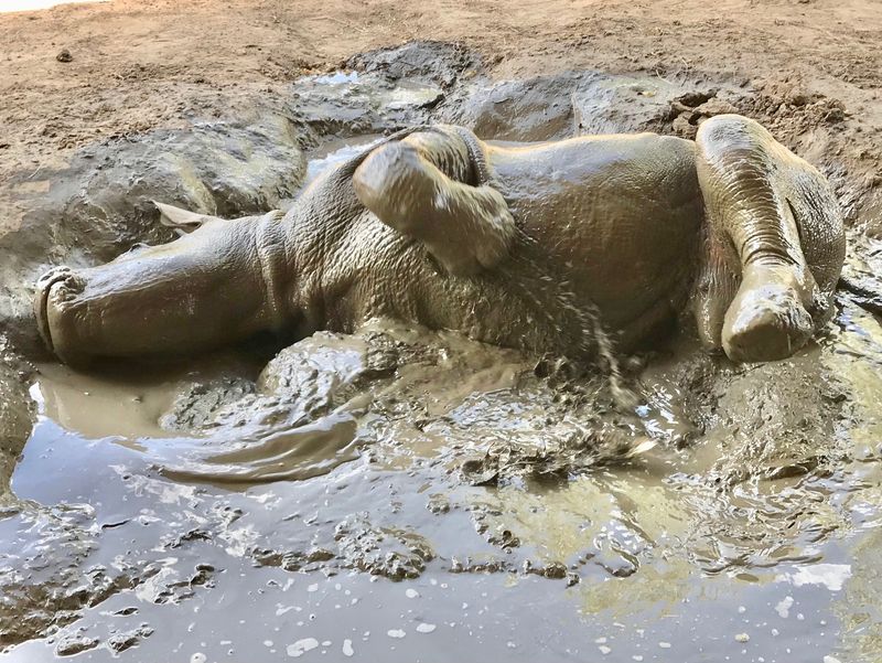 The Role Of Mud And Dust