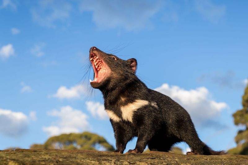The Fight For Survival Of The Tasmanian Devil