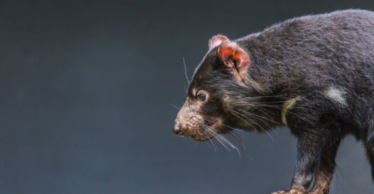 Nature’s Comeback As Tasmanian Devils Are Born In The Wild