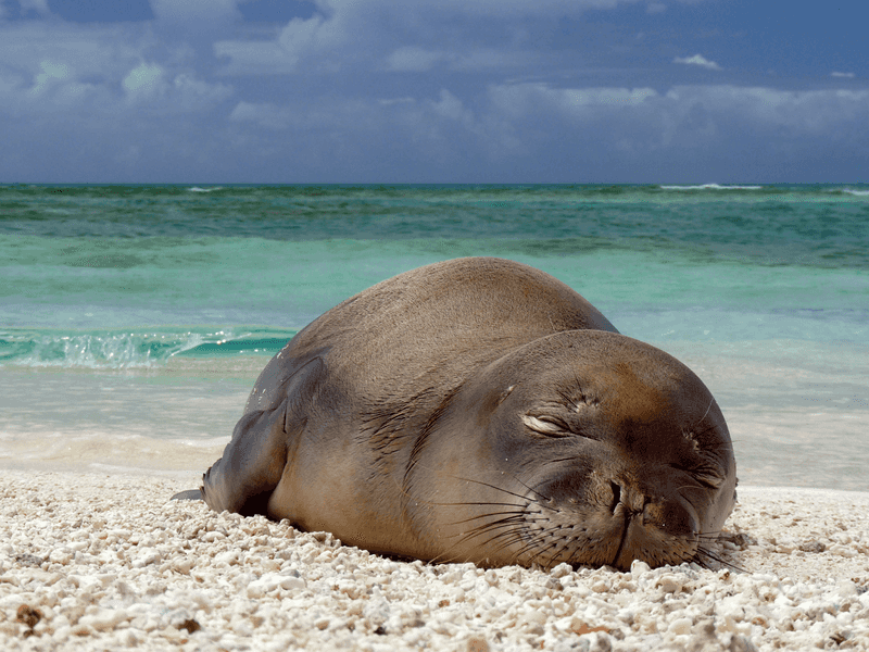 Hawaii's Special Residents