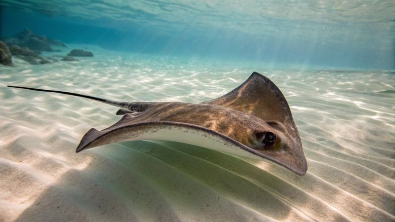 Stingrays