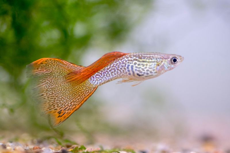 Guppy: The Rainbow Fish For Beginners