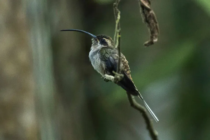 Habitat Preferences