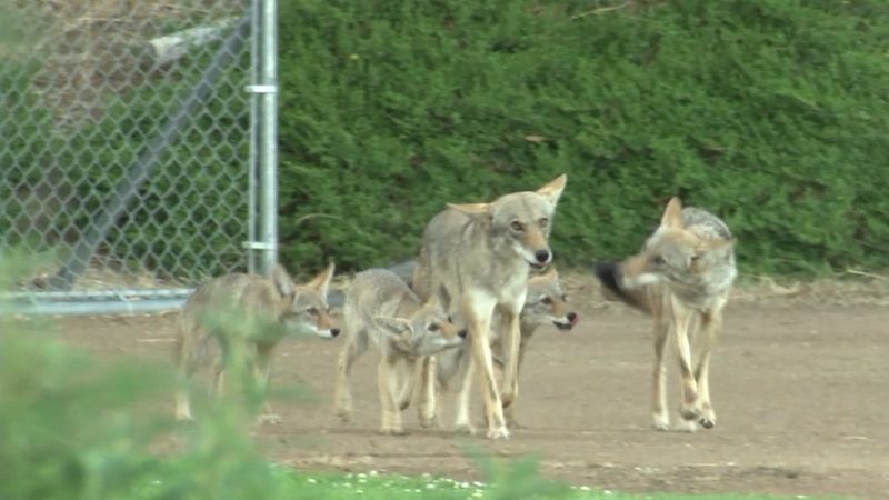 Don't Approach Coyote Pups