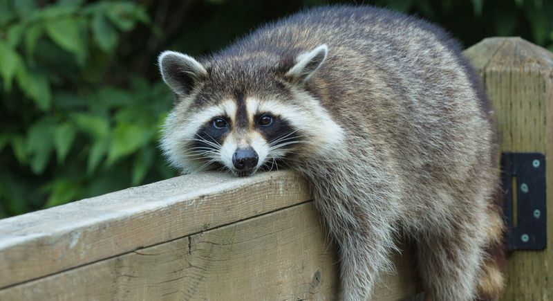 Natural Pest Controllers
